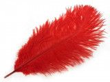 strusie pióra 20-25 cm czerwone